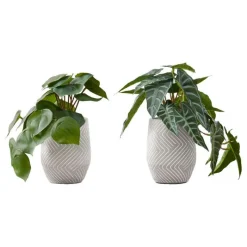 Monarch Artificial plant - 2pcs / 8"h alocasia / 5" cement pot