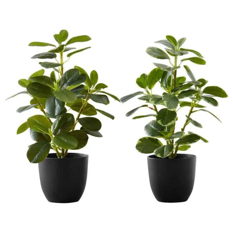 Monarch Artificial plant - 2pcs / 14"h ficus elastica in 4" pot
